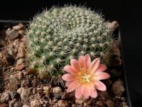 Thumbnail of 1728_Rebutia kariusiana_20150502(1).jpg